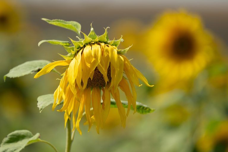Viele Gartenpflanzen leiden aktuell unter der großen Hitze.