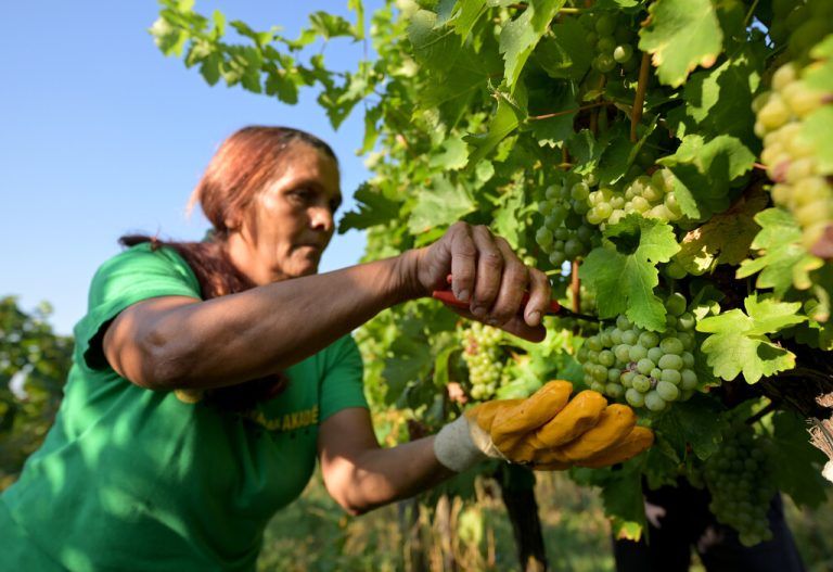 Aufgrund des heißen und trockenen Sommers beginnt die Weinernte heuer schon sehr früh.⇒APA
