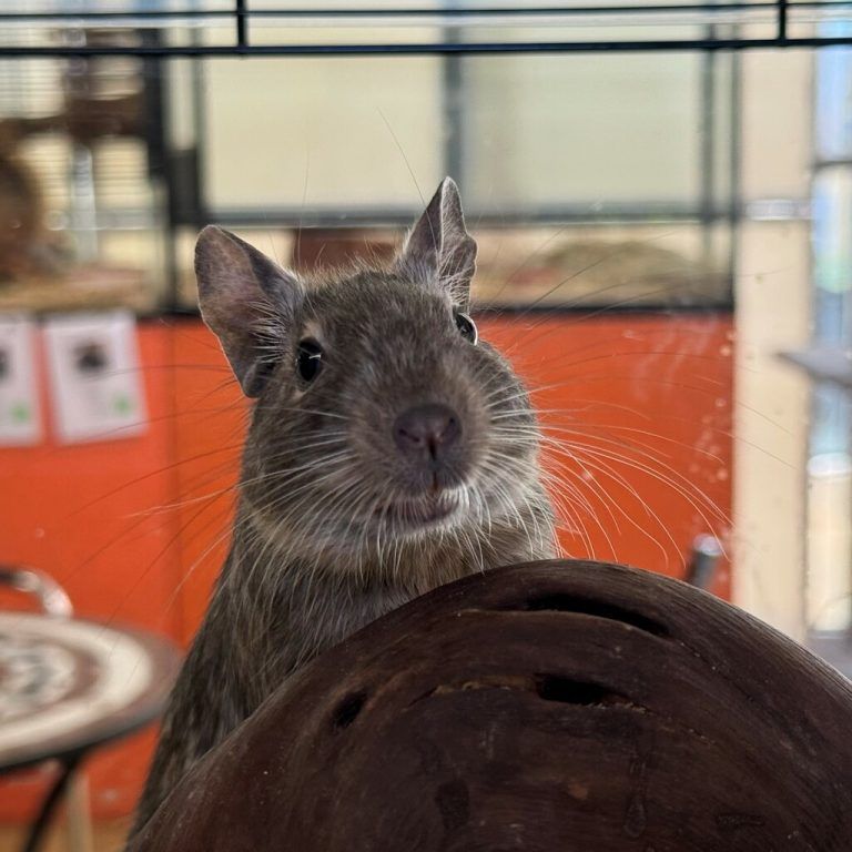 Degus sind tolle Be­obach­tungs­tiere.
