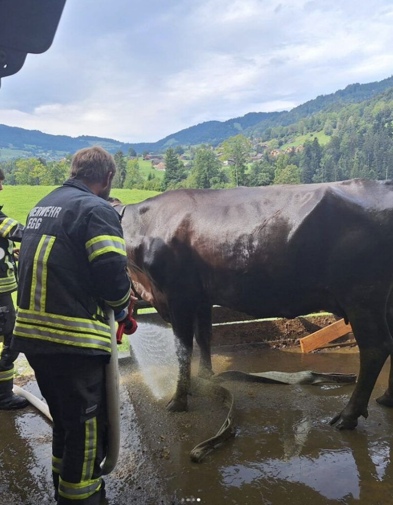 Die gerettete Kuh wurde noch abgespritzt.⇒Feuerwehr egg