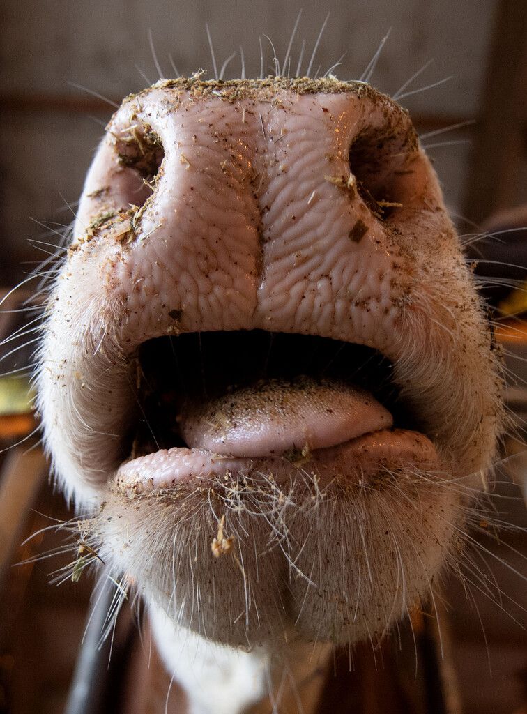 Eine Impfung kann Tiere schützen. ⇒apa