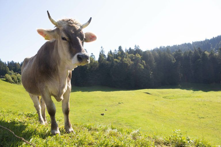 Die Vorarlberger Landwirtschaftskammer hielt am Donnerstag die Jahreshauptversammlung ab. ⇒ Hartinger/Symbolbild