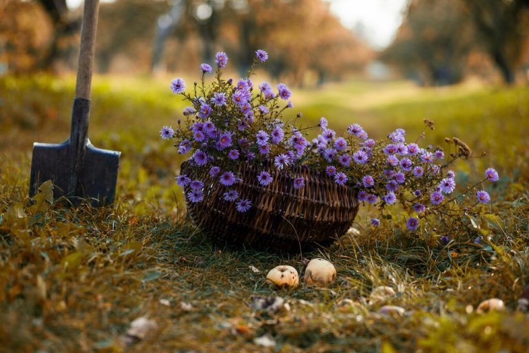 Kleinere Arten können gut in Töpfen gezogen werden. ⇒⇒Shutterstock