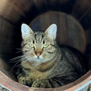 Mitarbeit bei Haussammlung