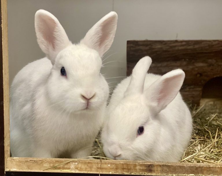 Das flauschige Duo ist wirklich niedlich.