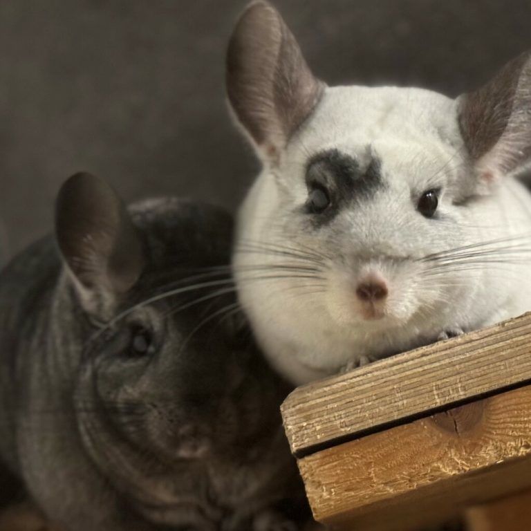 Die nachtaktiven Chinchillas.⇒Tierschutzheim (4)