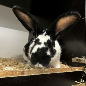 Finde deinen neuen Freund