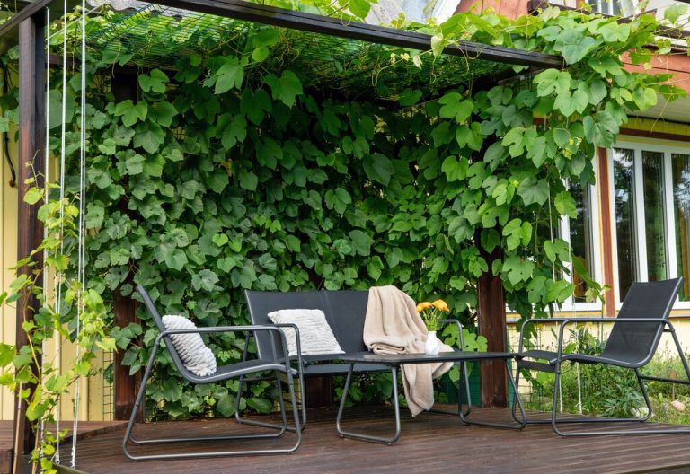 Weinreben eignen sich auch gut zur Begrünung von Pergolen.⇒shutterstock