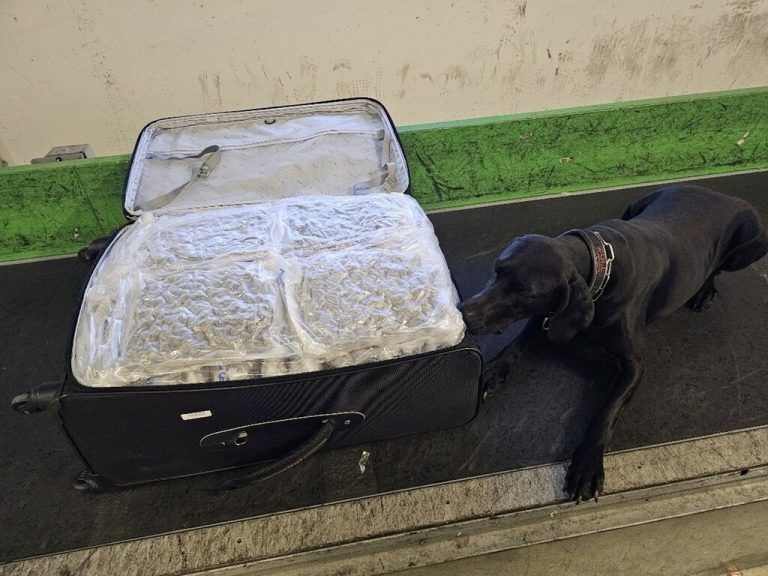 600 Kilo Cannabiskraut wurden sichergestellt. apa/lpd niederösterreich