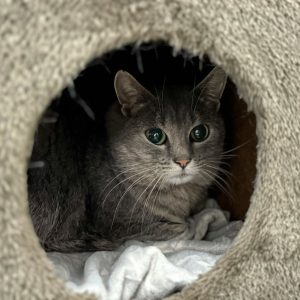 Fellnasen auf der Suche