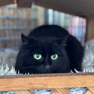 Keine Tiere zu Weihnachten