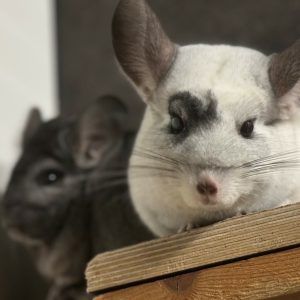 Verschenke kein Leben!