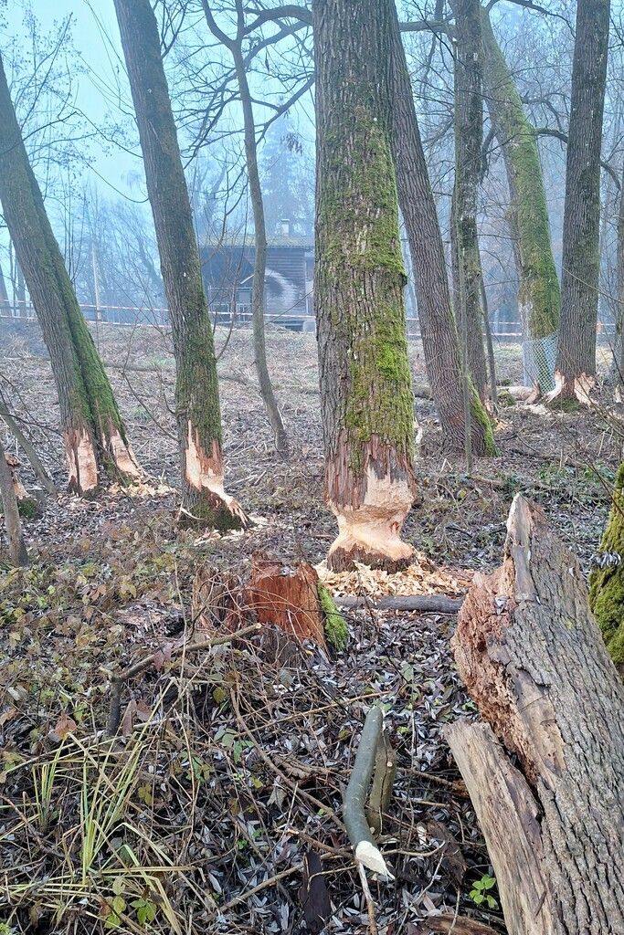 Biber machen sich an Bäumen zu schaffen.Stadt Dornbirn