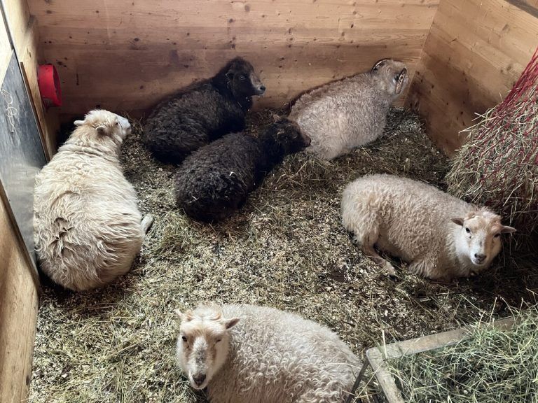 Die restlichen sieben Zwergschafe bleiben vorerst im Stall.⇒vol.at
