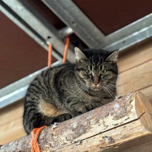 Neue tierische Freunde