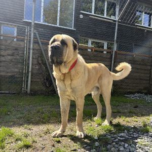 Dein tierischer neuer Freund