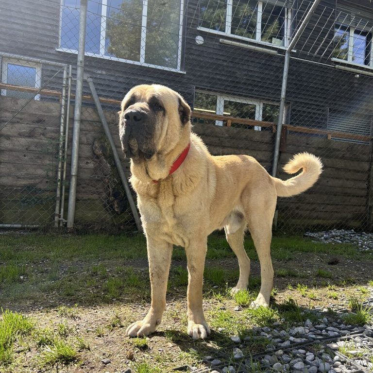 Django mag Spaziergänge.