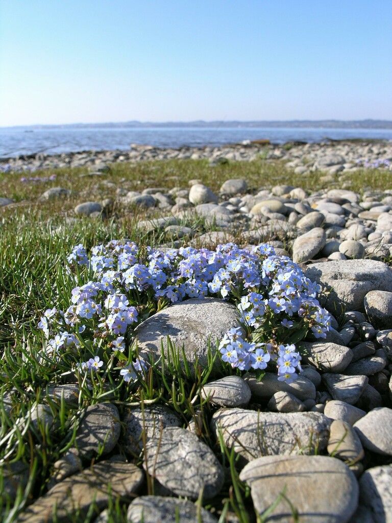 Bodensee-Vergissmeinnicht könnte Opfer des Klimawandels werden.⇒apa/umweltbüro Grabher