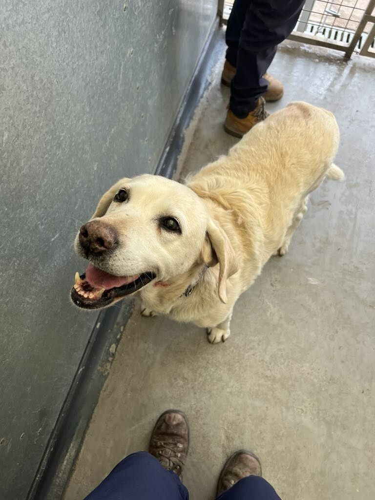 Daisy ist nun wieder zu Hause.X/RSPCA