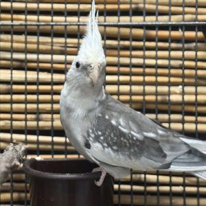 Tiere brauchen Liebe