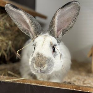 Ein neues, liebevolles Heim