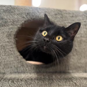 Tiere schenken Liebe