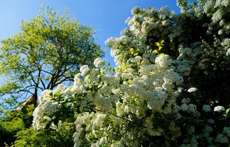 Blühende Wildsträucher wie die Brautspiere sind im Frühling ein Hingucker.