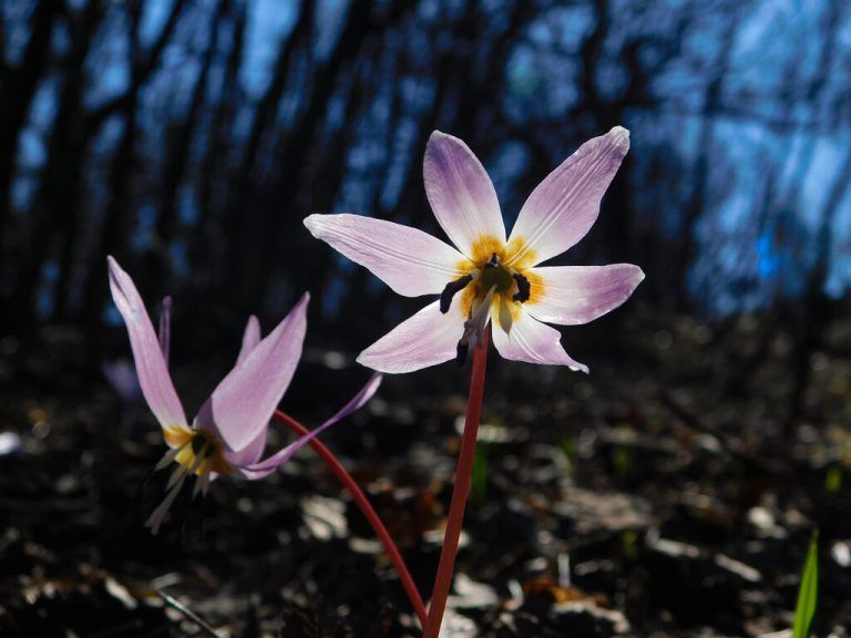 Der Frühling steht schon vor der Tür, und somit wird auch der Hundszahn wieder blühen.⇒SHUTterstock