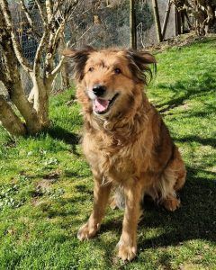 Sicheres Zuhause für Tiere