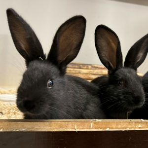 Tierische Schützlinge