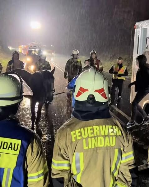 Die Pferde wurden vor Ort versorgt. ⇒polizei lindau