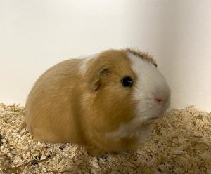 Ein Herz für Fellnasen