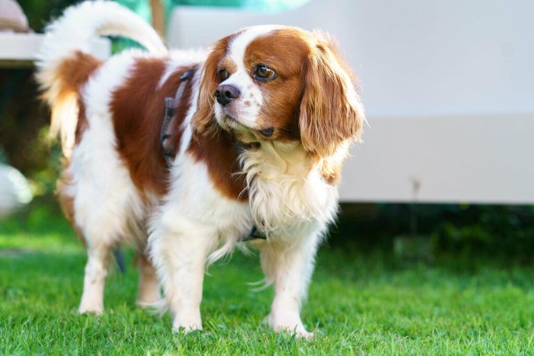 Für Tiere stellt der Lärm eine hohe Belastung dar.stiplovsek