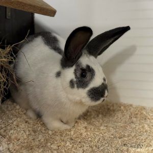 Neues Zuhause gesucht