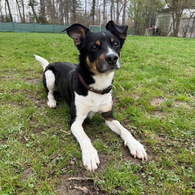 Balu (l.) ist ein Menschenfreund.