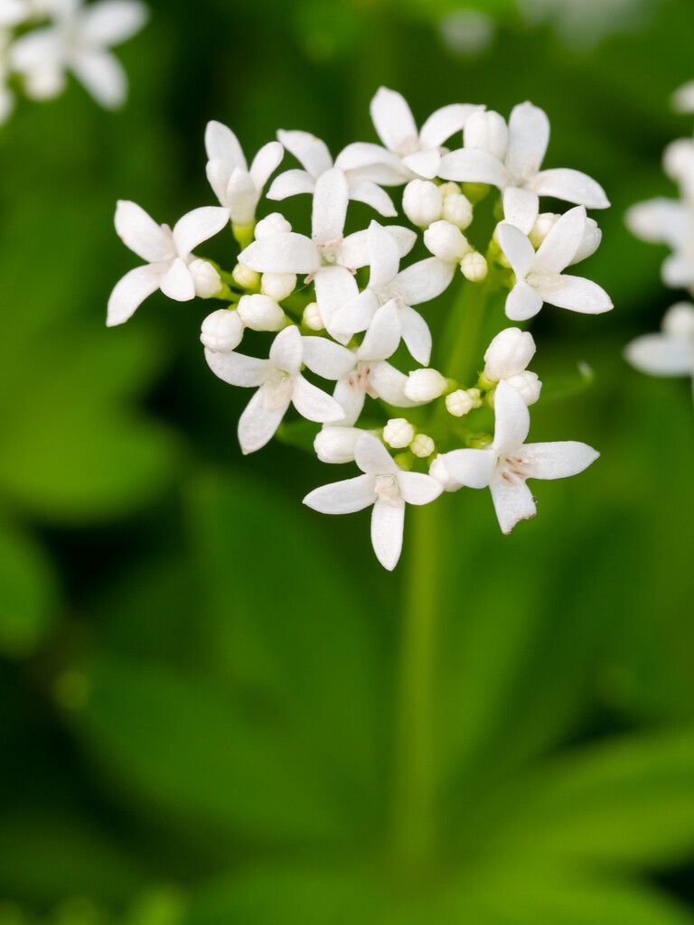 Der Waldmeister kann in Töpfen auf Terrasse und Balkon gezogen werden.⇒Shutterstock