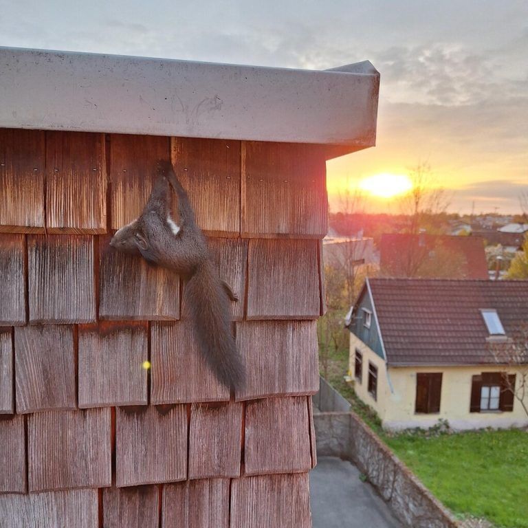 Eichhörnchen hing an Hausfassade fest. ⇒Feuerwehr Wolfurt