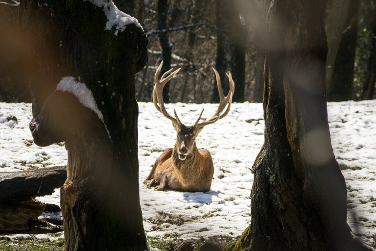 Ulrike Schmid fordert eine „Anwaltschaft für Wildtiere“.⇒Stiplovsek