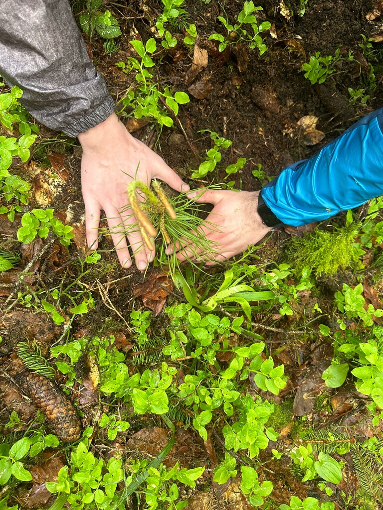 150 Setzlinge wurden gepflanzt.⇒jvp