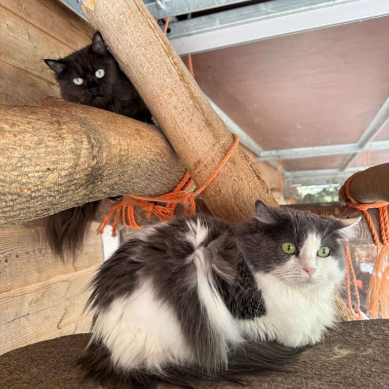 Die beiden schüchternen Katzen.