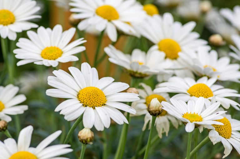 Margeriten in voller Blüte ziehen Bienen und Schmetterlinge magisch an.⇒SHUTterstock (4)