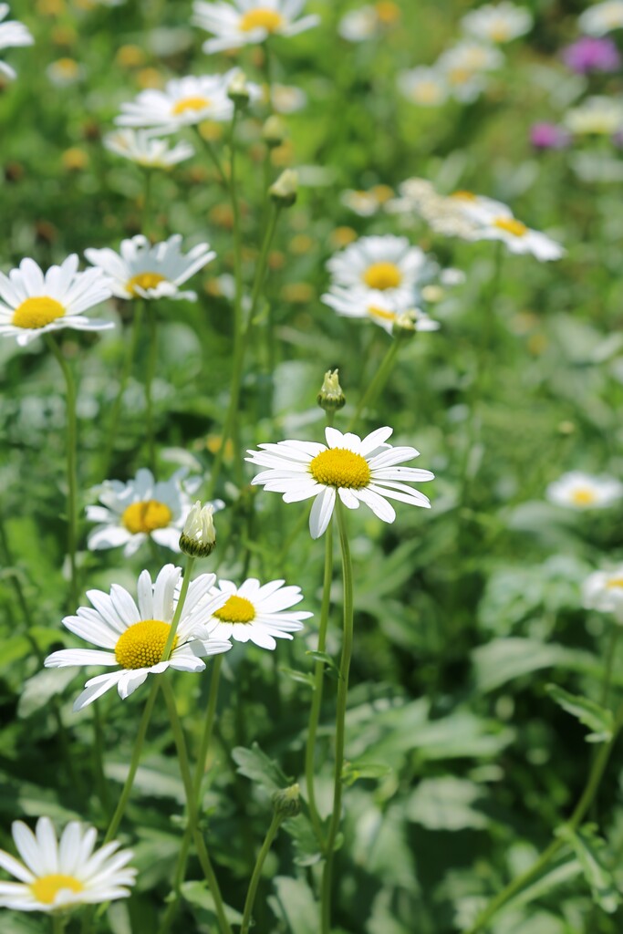 Ob in Töpfen, Sträußen oder wild wachsend – Margeriten bringen ländlichen Charme in jede Umgebung.