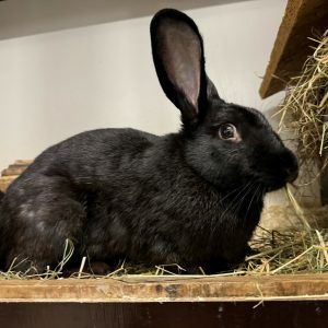 Frühlingsmarkt im Tierheim