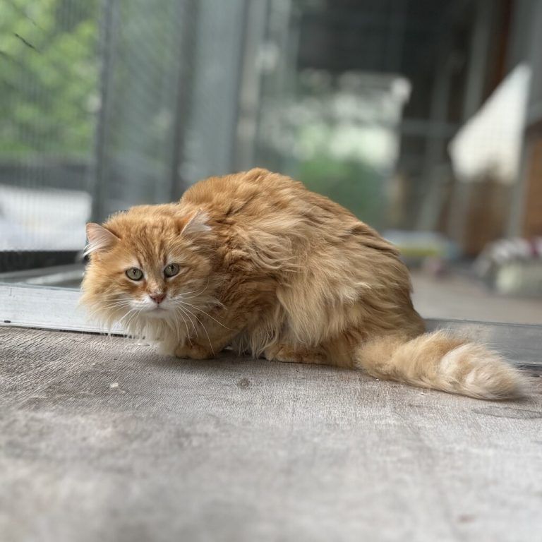Simba ist ein ruhiger Kater.