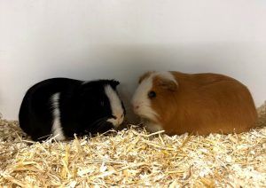 Tiere schenken Liebe