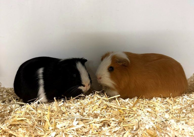 Das Meerschweinchen-Duo.