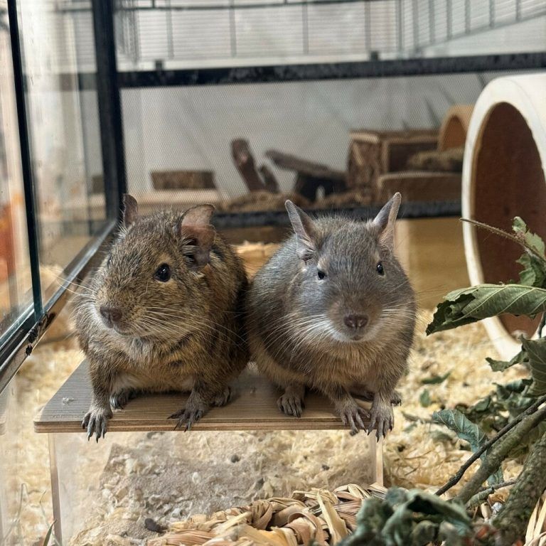 Degus im Doppelpack.