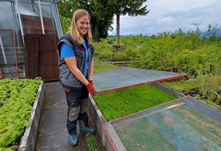 Der Landesforstgarten erzielt mit heimischem Saatgut einen guten Keimerfolg.⇒land vorarlberg