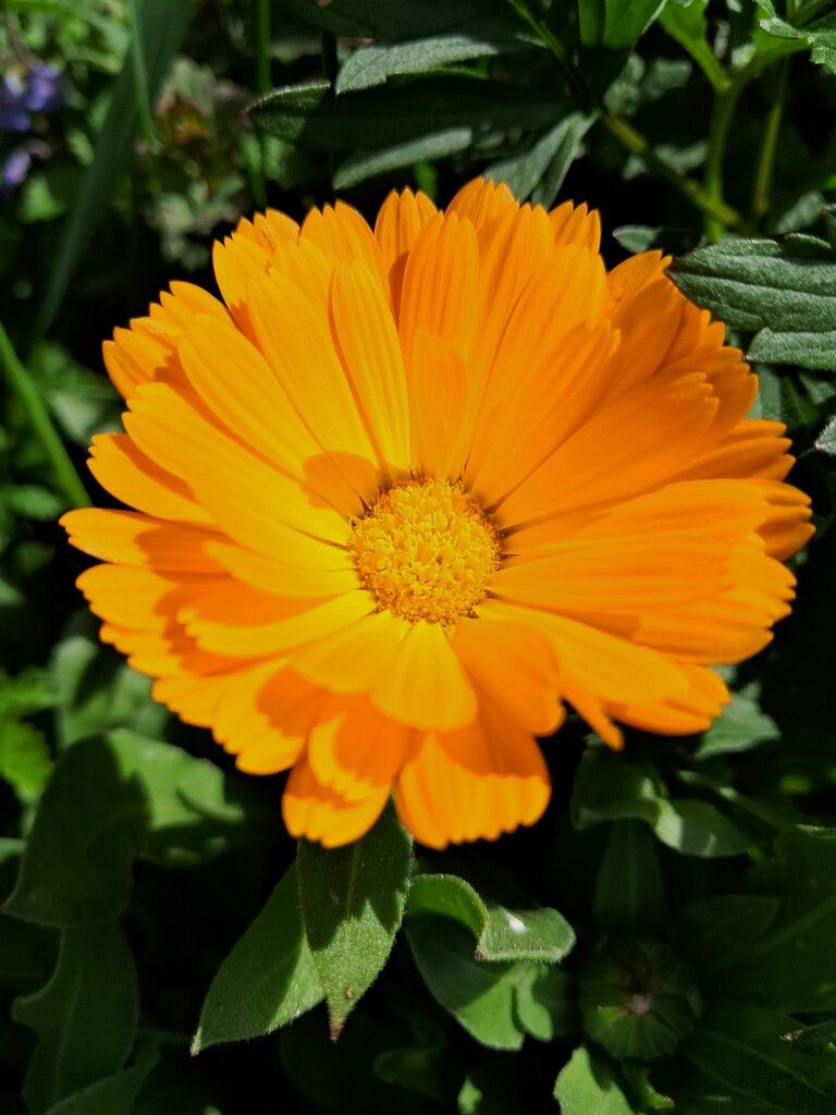 Heilpflanzen wie Ringelblume und Kamille sind schön – und nützlich. ⇒Moosmann-hämmerle (3)