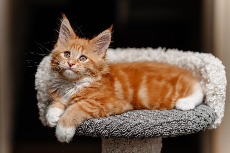 Katzenbabys sind niedlich, doch ihre Herkunft sollte gut geprüft werden. ⇒shutterstock